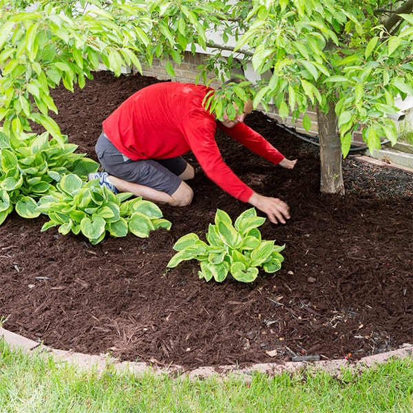 mulch installation can deter pests and discourage the growth of harmful insects